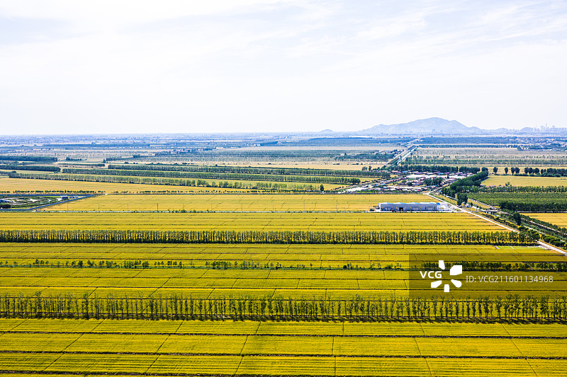 即将成熟的麦田图片素材
