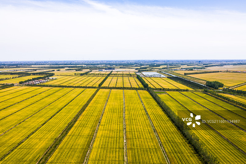 即将成熟的麦田图片素材