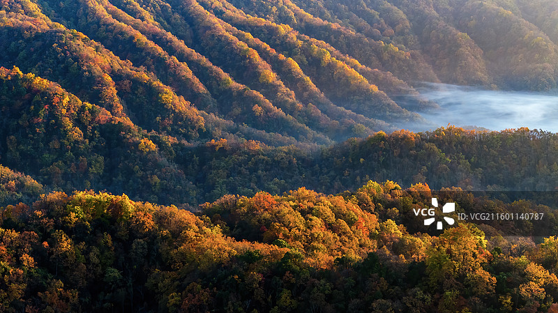 光雾山红叶图片素材