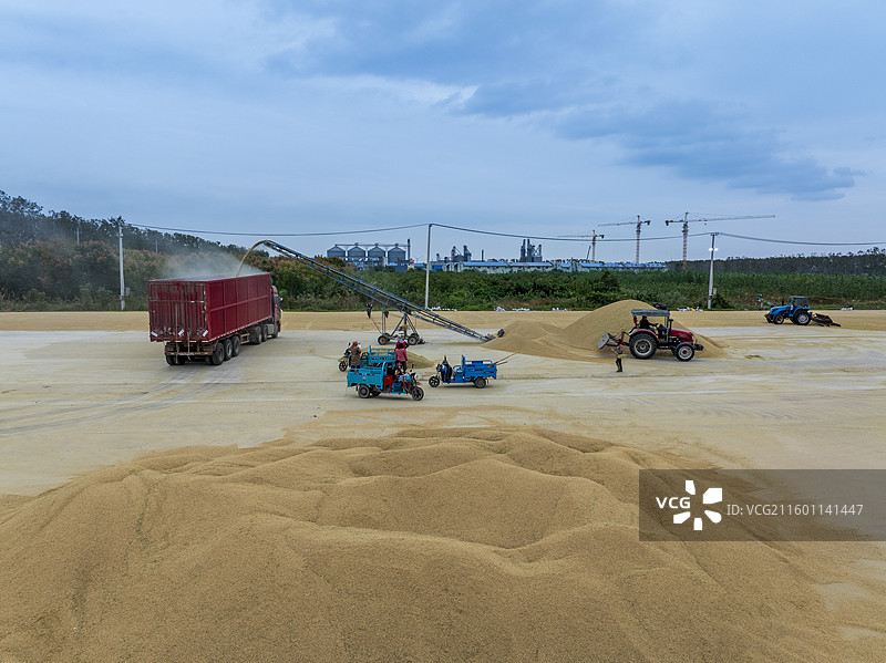 江苏盐城响江苏盐城响水黄海农场水稻丰收，机械忙碌作业，工作人员各司其职，洋溢着丰收喜悦。图片素材