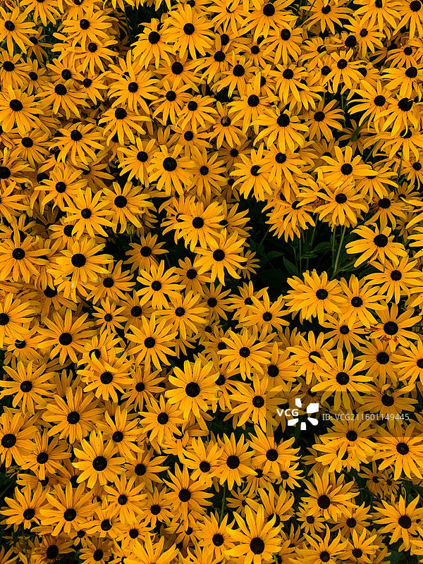 满画幅黑眼菊图片素材