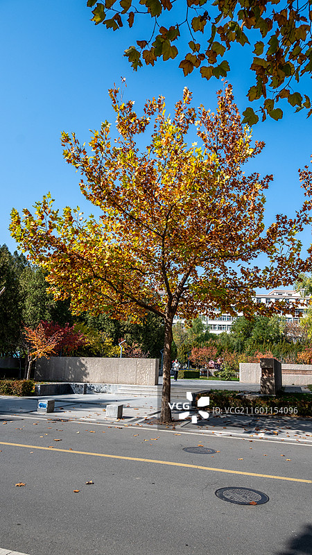 秋天的兰州理工大学校园图片素材