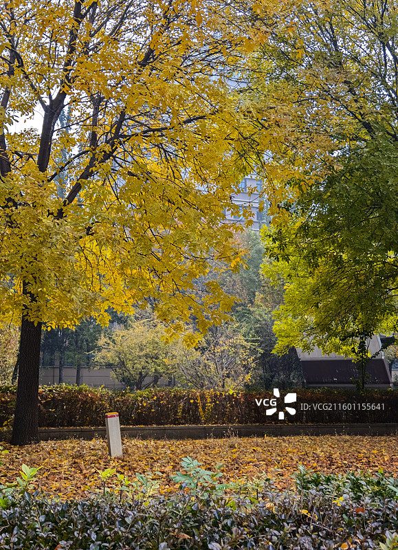 秋冬公园里的树木和植物图片素材