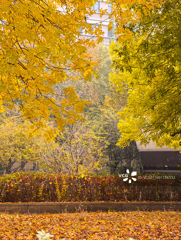 秋冬公园里的树木、植物、黄叶和红叶图片素材