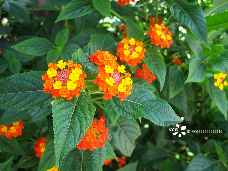 越南芽庄绿叶中盛开的马缨丹花图片素材