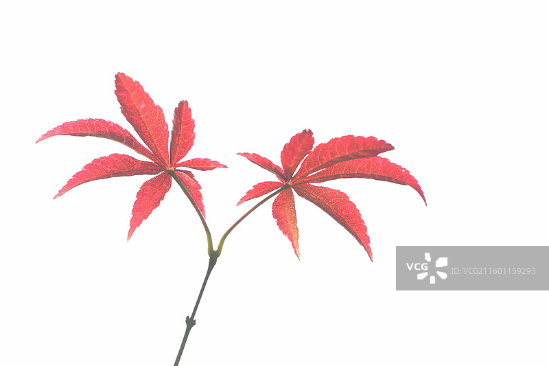 霜叶红于二月花图片素材