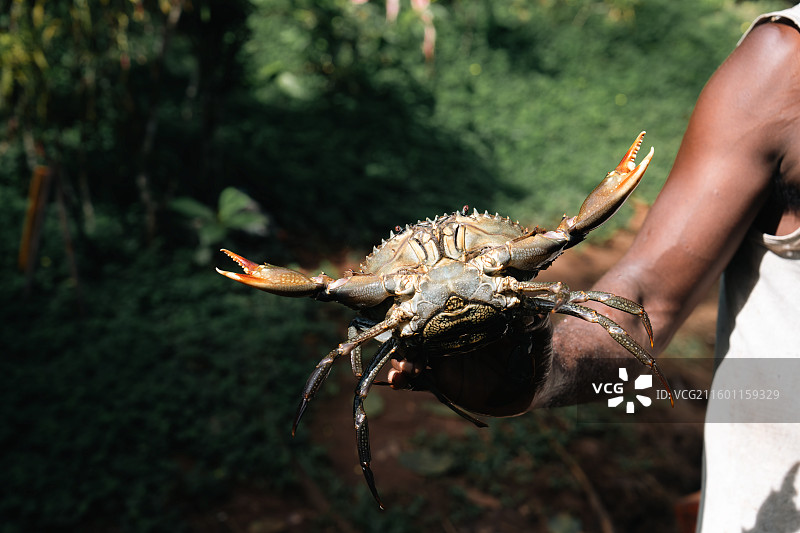 海蟹大螃蟹图片素材