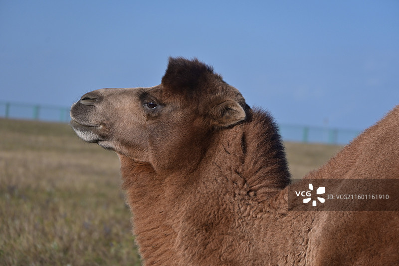 内蒙古乌兰察布-红石崖的骆驼图片素材