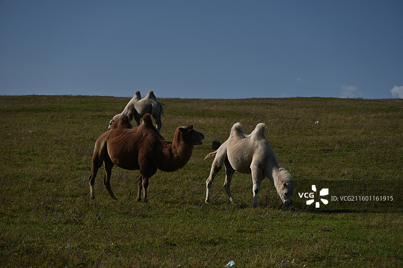 内蒙古乌兰察布-红石崖的骆驼图片素材