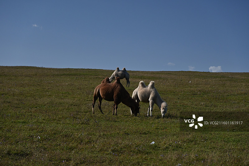 内蒙古乌兰察布-红石崖的骆驼图片素材