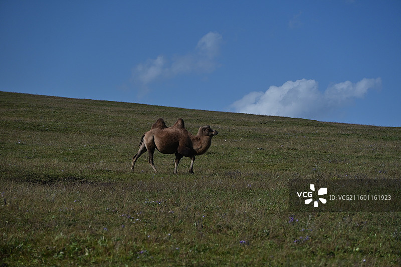 内蒙古乌兰察布-红石崖的骆驼图片素材