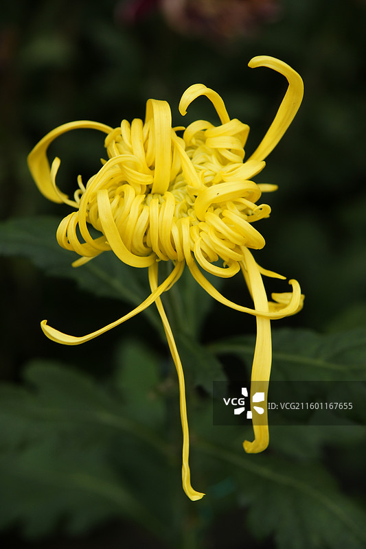 重庆华岩寺菊花图片素材