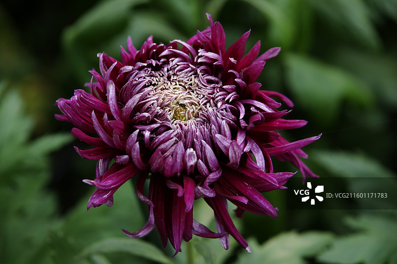 重庆华岩寺菊花图片素材