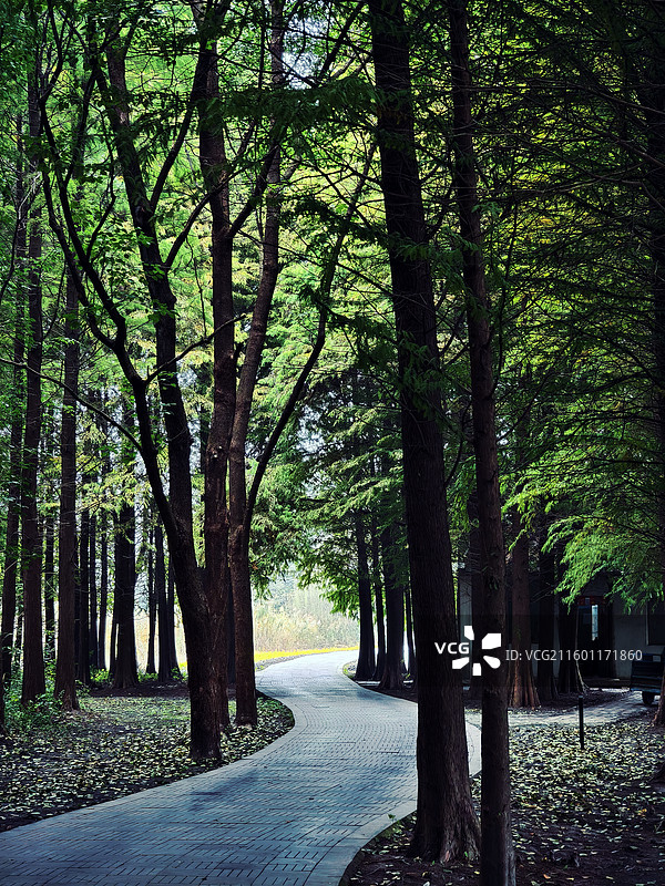 溱湖国家湿地公园图片素材