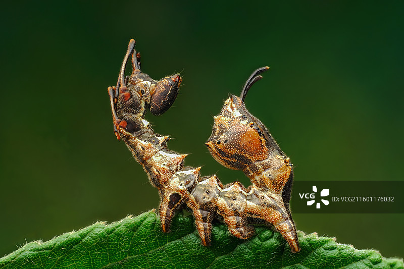 蚁舟蛾幼虫图片素材