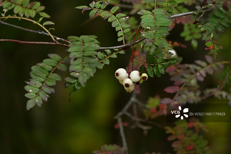 四川黄龙景区-花楸果实图片素材