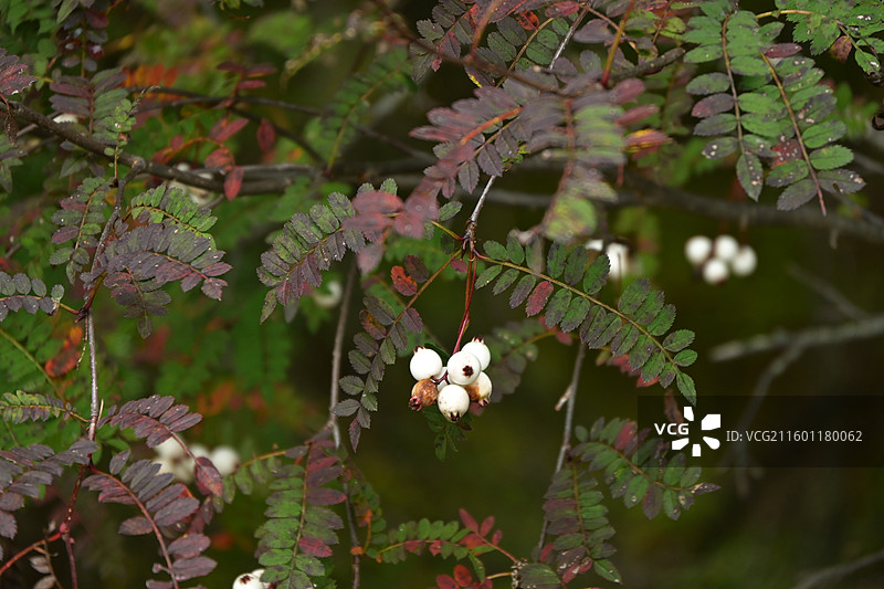 四川黄龙景区-花楸果实图片素材
