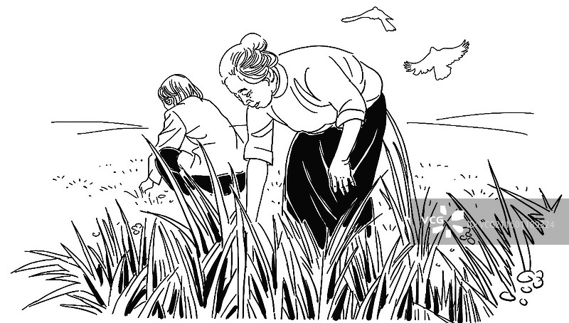 黑白插画 线描素描 老人阿姨 挖野菜 劳作弯腰捡东西 农活田地图片素材