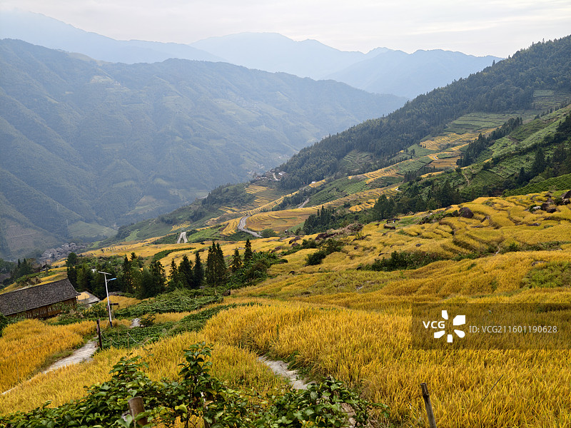 桂林龙胜龙脊梯田图片素材