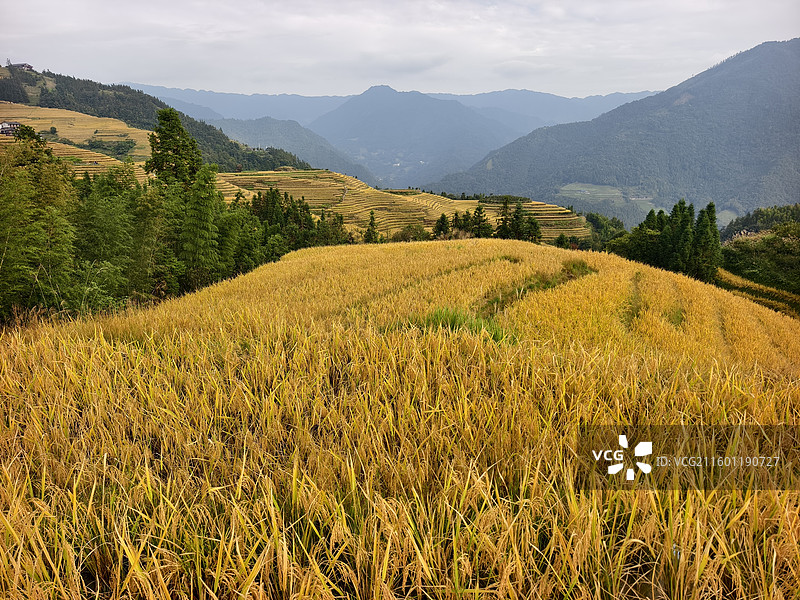 桂林龙胜龙脊梯田图片素材