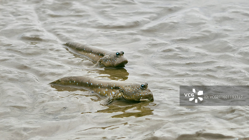 深圳湾公园弹涂鱼图片素材