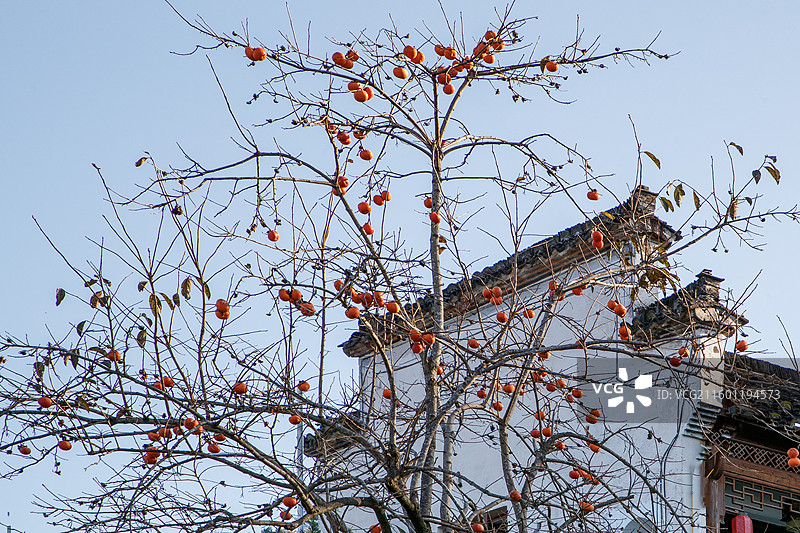 古村秋柿，拍摄于安徽黟县屏山村图片素材