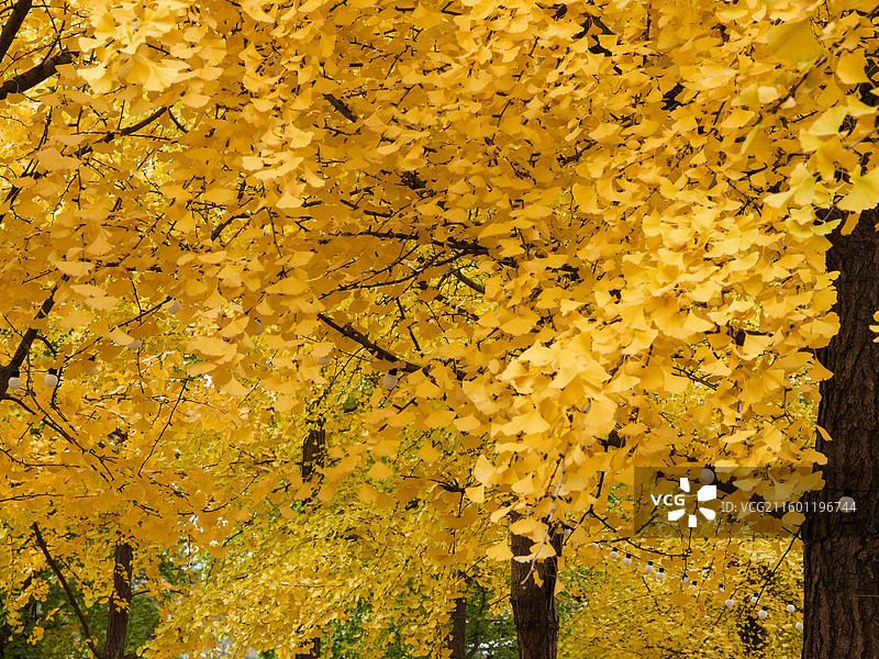 北平的秋 银杏大道 郡王府门前的银杏树林图片素材