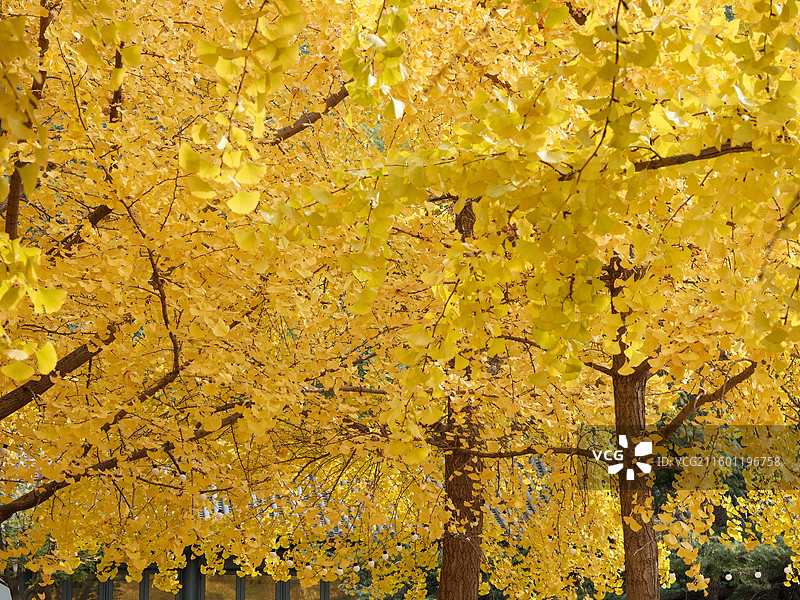 北平的秋 银杏大道 郡王府门前的银杏树林图片素材