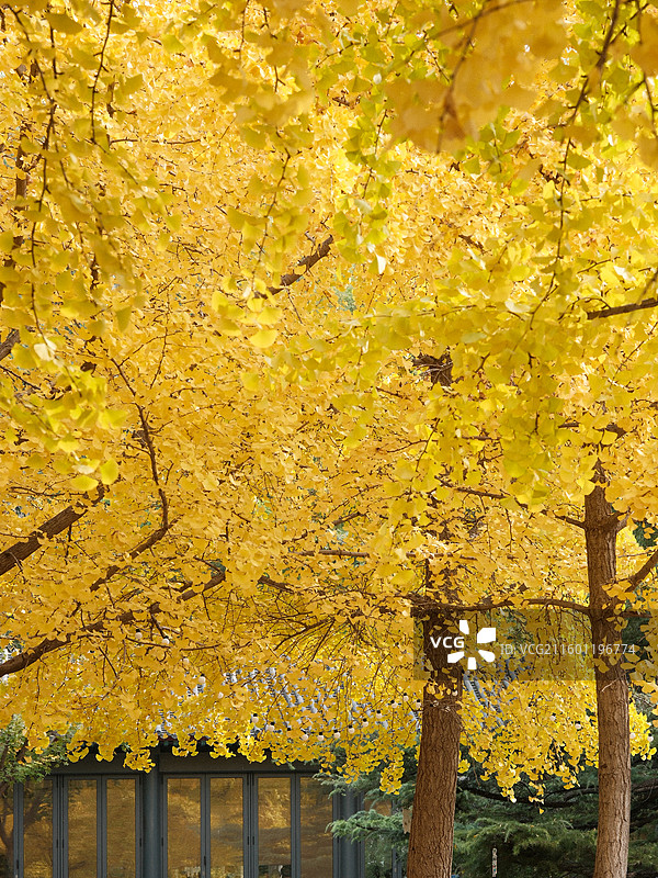 北平的秋 银杏大道 郡王府门前的银杏树林图片素材