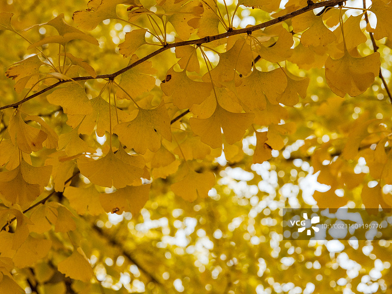 北平的秋 银杏大道 郡王府门前的银杏树林图片素材