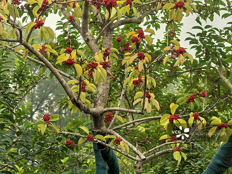 东青树上挂凌霄，岁晏花凋树不凋（铁冬青）图片素材