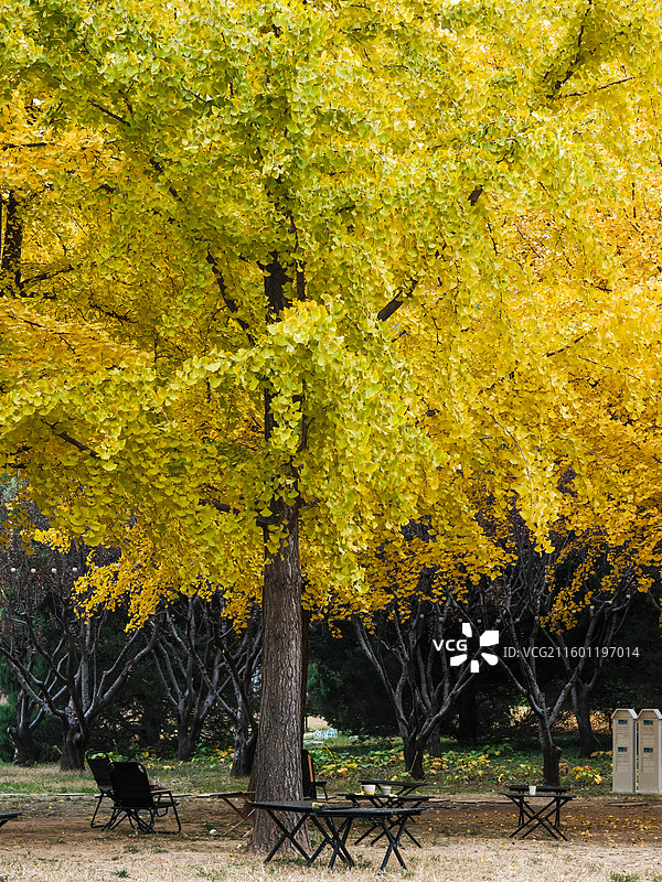 北平的秋 银杏大道 郡王府门前的银杏树林图片素材