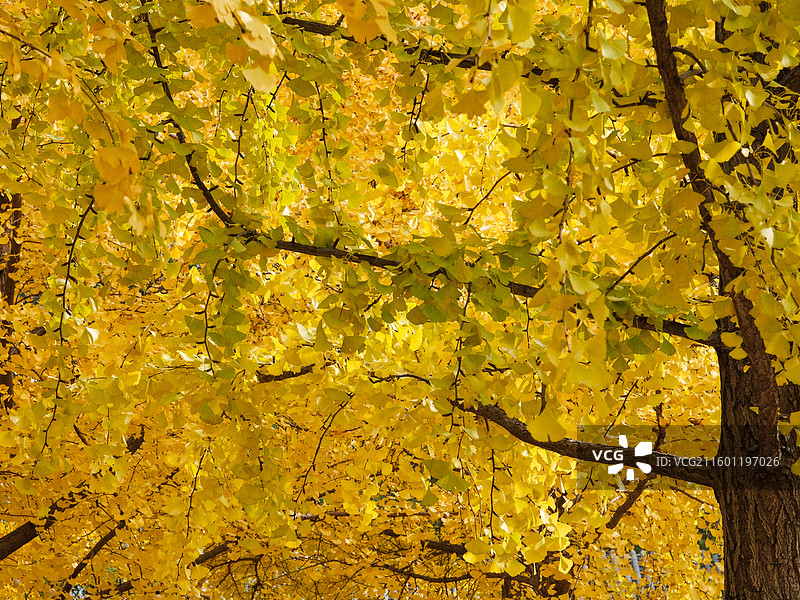 北平的秋 银杏大道 郡王府门前的银杏树林图片素材