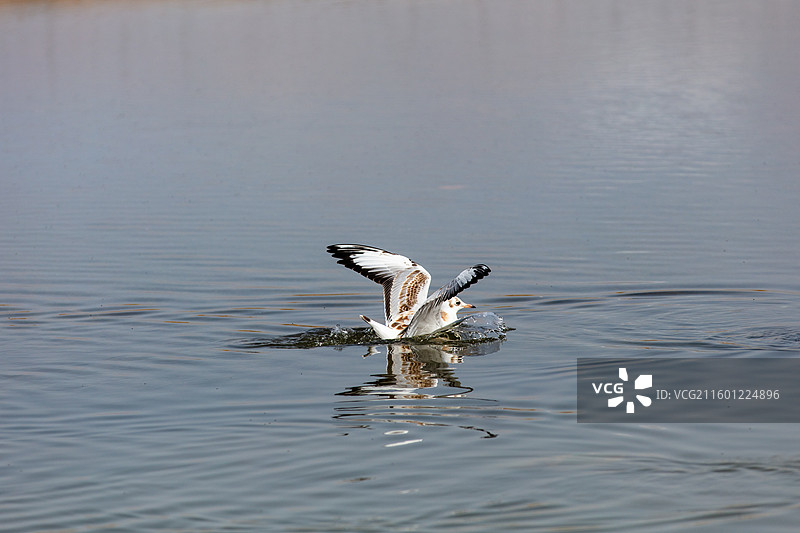 巴音布鲁克草原湿地的红嘴鸥图片素材