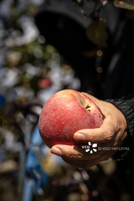 采摘苹果 果园美景图片素材