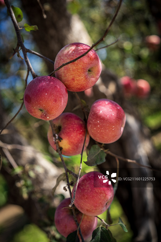 采摘苹果 果园美景图片素材