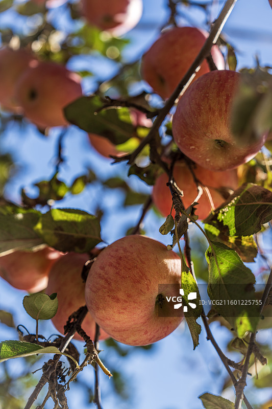 采摘苹果 果园美景图片素材