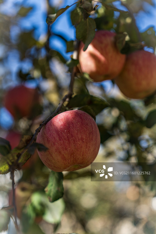 采摘苹果 果园美景图片素材