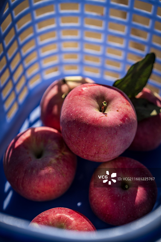 采摘苹果 果园美景图片素材