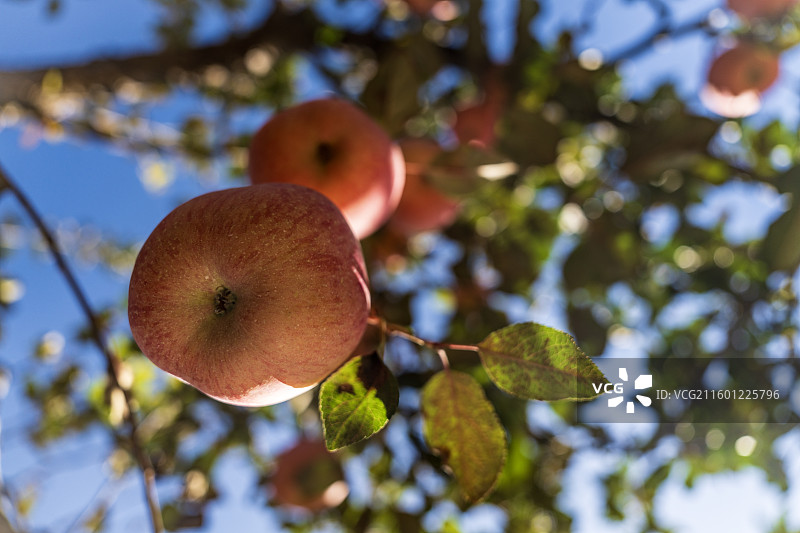 采摘苹果 果园美景图片素材