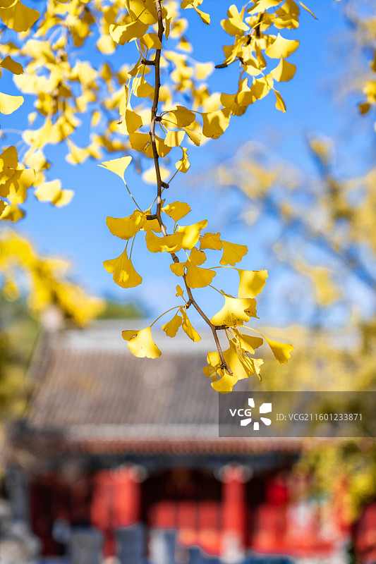 郡王府秋色银杏和银安殿大门图片素材