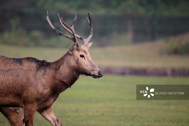 麋鹿（溱湖国家湿地公园）图片素材