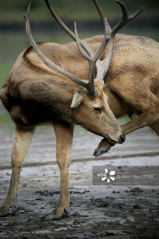 麋鹿（溱湖国家湿地公园）图片素材