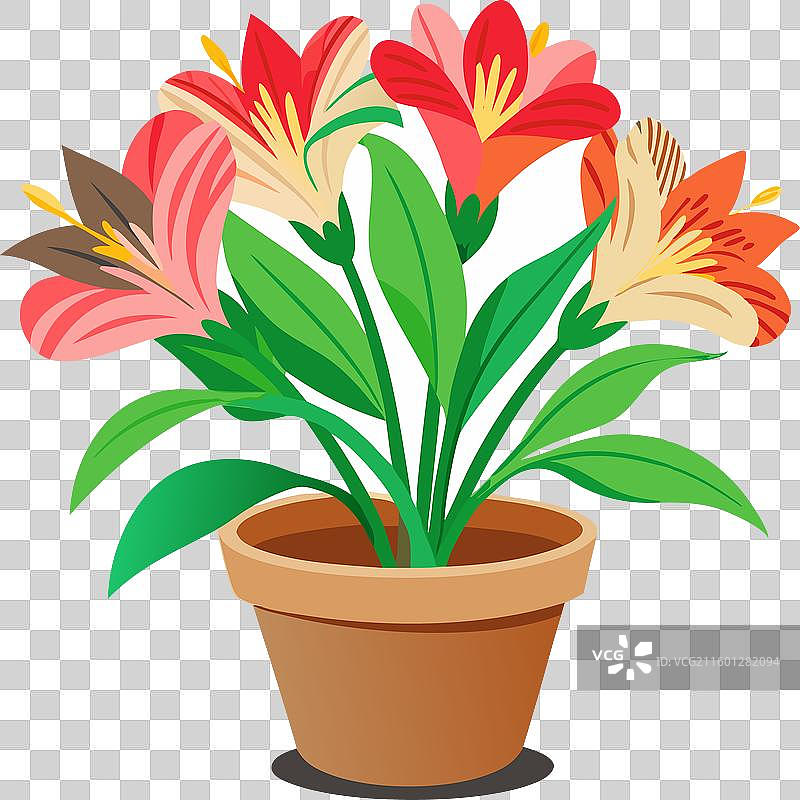 带盆栽的六出花，白色背景图片素材