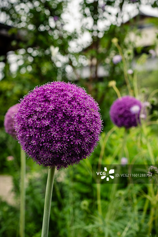 秋天红叶森林图片素材