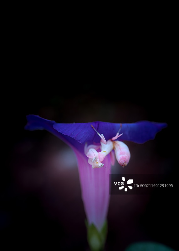 躲猫猫图片素材