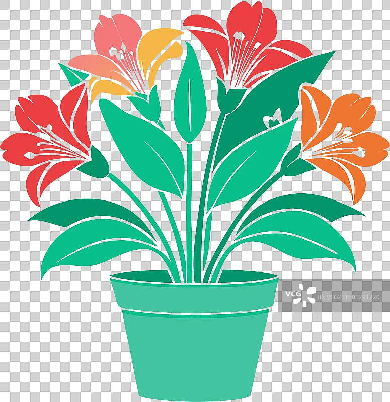 盆栽的六出花和白色背景图片素材