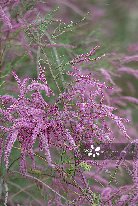沙漠中盛开的红柳花絮图片素材