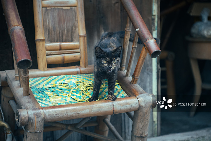 猫猫狗狗 宠物 小动物图片素材