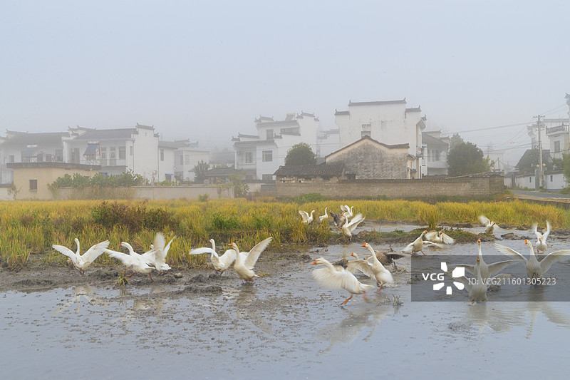 安徽县碧山村通过世界银行贷款完善基础设施，建成碧山书局、工销社等文化业态，流转农田2000余亩发图片素材